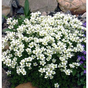 Камнеломка andresii White 